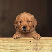 Autumn is registered to the contest to win money with this photo: puppy, dog, golden_retriever, wooden_plank, pet, animal, cute, fur, brown, portrait, young, mammal, face, paw, looking, expression, domestic, background_blur, close_up, adorable