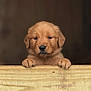adorable, animal, background_blur, brown, close_up, cute, dog, domestic, expression, face, fur, golden_retriever, looking, mammal, paw, pet, portrait, puppy, wooden_plank, young
