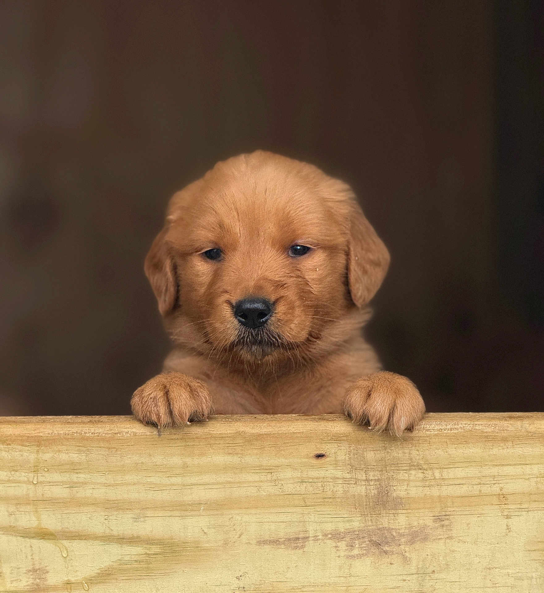 Autumn is registered to the contest to win money with this photo: puppy, dog, golden_retriever, wooden_plank, pet, animal, cute, fur, brown, portrait, young, mammal, face, paw, looking, expression, domestic, background_blur, close_up, adorable