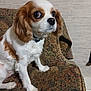 Freya is registered to the contest to win money with this photo: animal, brown_and_white, cavalier_king_charles_spaniel, collar, companion, couch, cozy, cute, dog, domestic, ears, expression, fur, furniture, home, indoor, looking, pet, sitting, small_dog
