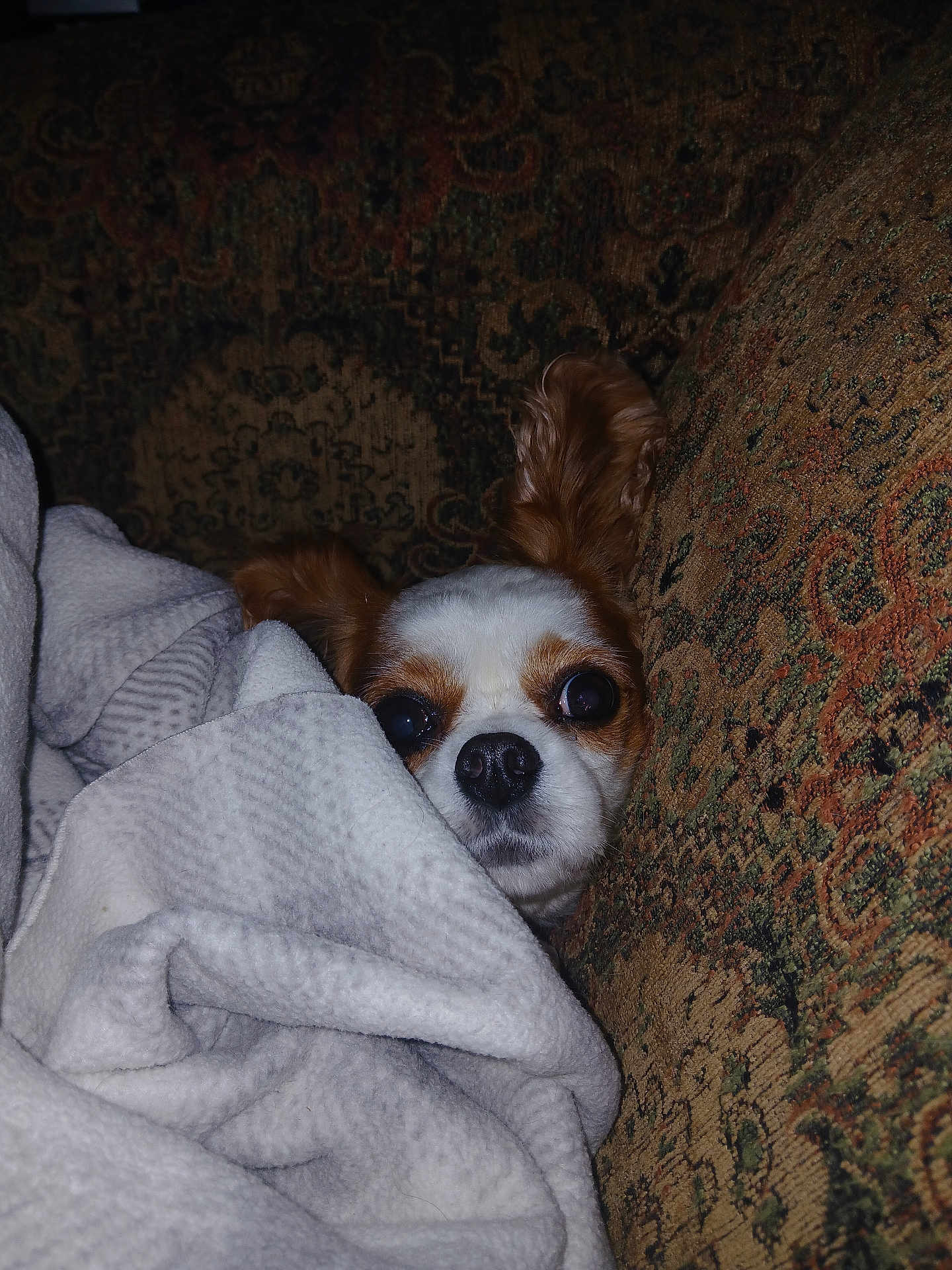 Freya joined the competition — help win amazing prizes! dog, blanket, couch, cozy, pet, ears, face, fur, indoor, comfort, snug, resting, looking, brown_and_white, small_dog, texture, close_up, home, animal, relaxing