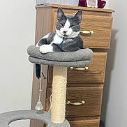 Shadow joined the competition — help win amazing prizes! animal, bedroom, cat, cat_tree, collar, dresser, furniture, gray_cat, household, indoor, paw, pet, plush_toy, relaxed, resting, tail, toy, wall, white_cat, wood
