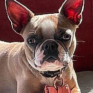 Dolly is registered to the contest to win money with this photo: animal, bow, canine, closeup, collar, cute, dog, domestic, ears, face, french_bulldog, fur, indoor, mammal, pet, portrait, relaxed, resting, sunlight, whiskers