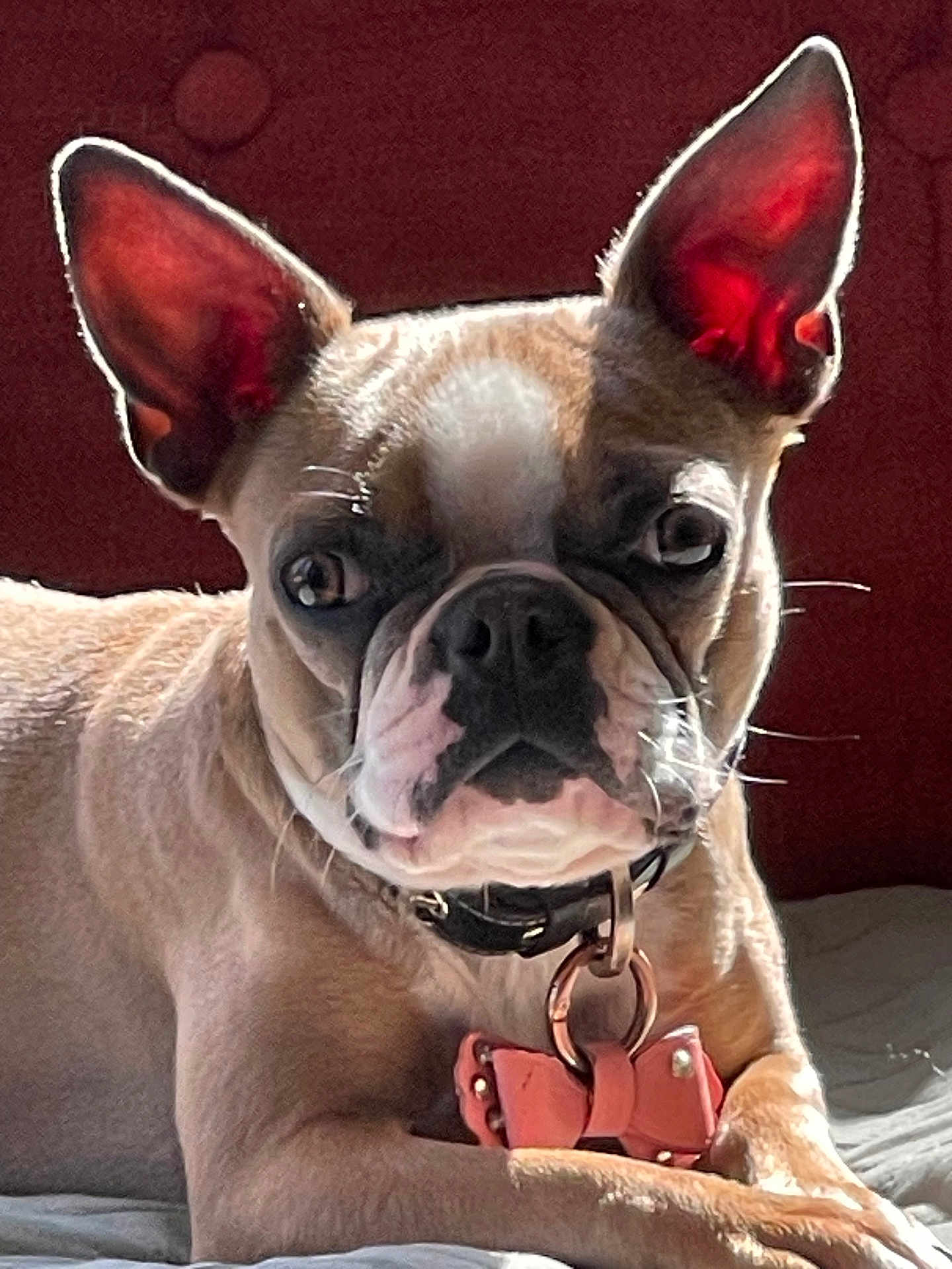 Dolly