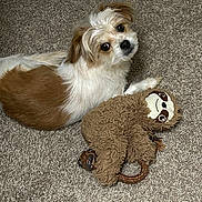 Rocco joined the competition — help win amazing prizes! dog, small_dog, brown_and_white_fur, carpet, plush_toy, sloth_toy, pet, lying_down, looking_up, indoor, cute, animal, fur, toy, playful, companion, domestic, friendly, carpet_texture, resting