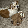 dog, small_dog, brown_and_white_fur, carpet, plush_toy, sloth_toy, pet, lying_down, looking_up, indoor, cute, animal, fur, toy, playful, companion, domestic, friendly, carpet_texture, resting