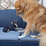 Wing a rejoint le concours — aidez-le/la à gagner de superbes lots ! dog, puppy, outdoor, sofa, wicker_furniture, stone_wall, pet, animal, cushion, friendly, cute, companion, two_dogs, brown_dog, black_and_white_dog, sitting, interaction, furniture, resting, small_dog
