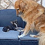dog, puppy, outdoor, sofa, wicker_furniture, stone_wall, pet, animal, cushion, friendly, cute, companion, two_dogs, brown_dog, black_and_white_dog, sitting, interaction, furniture, resting, small_dog