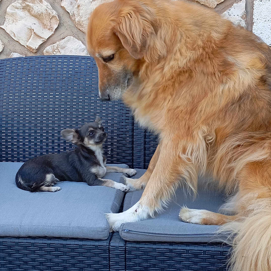 Wing a rejoint le concours — aidez-le/la à gagner de superbes lots ! animal, black_and_white_dog, brown_dog, companion, cushion, cute, dog, friendly, furniture, interaction, outdoor, pet, puppy, resting, sitting, small_dog, sofa, stone_wall, two_dogs, wicker_furniture