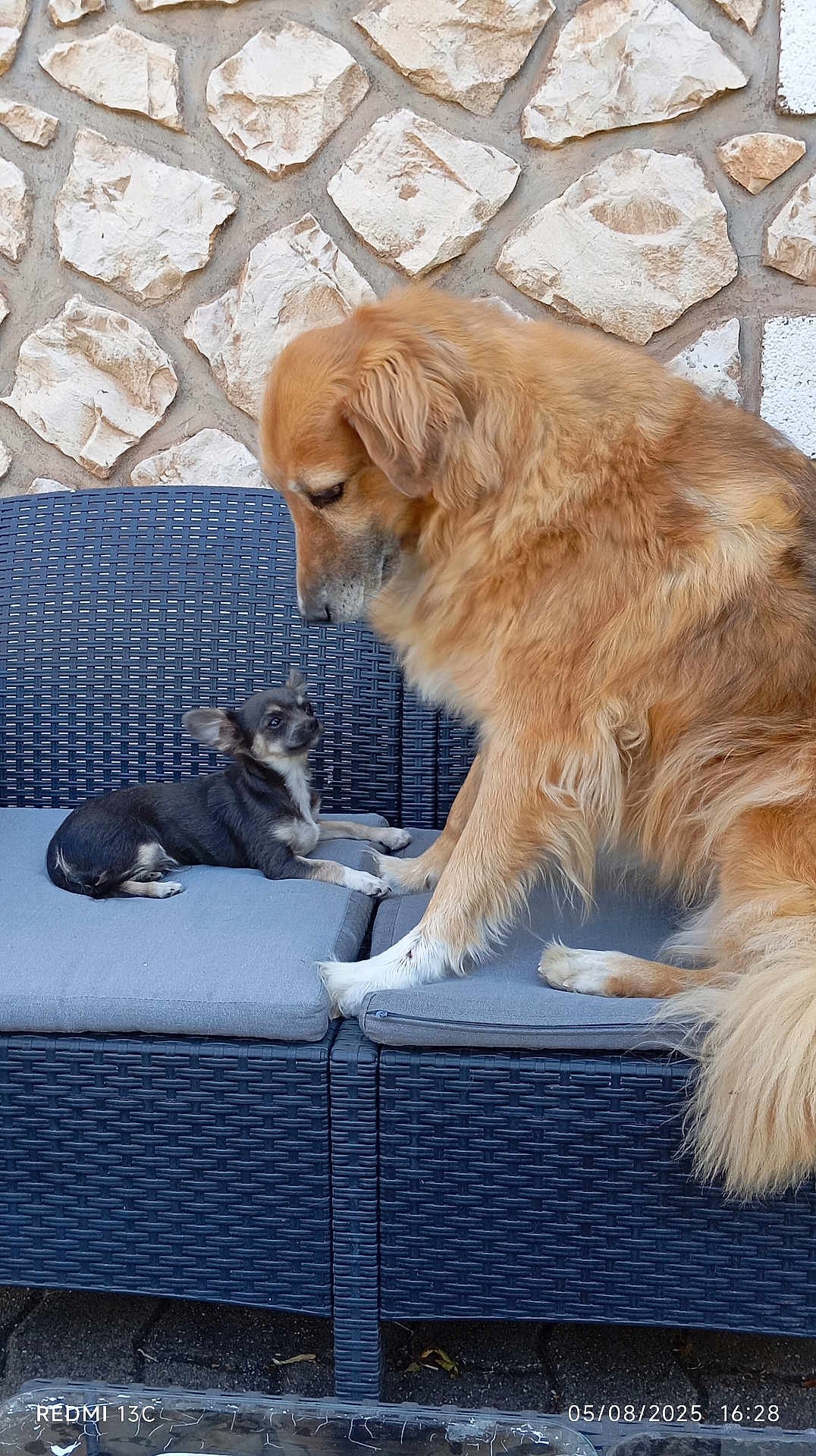 Wing a rejoint le concours — aidez-le/la à gagner de superbes lots ! dog, puppy, outdoor, sofa, wicker_furniture, stone_wall, pet, animal, cushion, friendly, cute, companion, two_dogs, brown_dog, black_and_white_dog, sitting, interaction, furniture, resting, small_dog