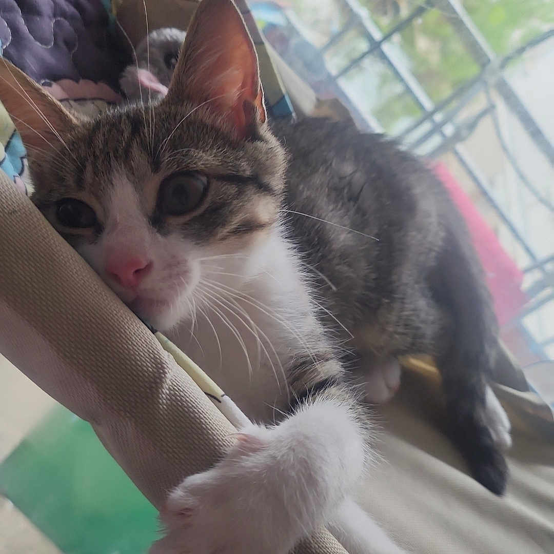 Hermes participe au concours pour gagner de l'argent avec cette photo : cage_outside, cat, close_up, curious, daylight, fabric, feline, greenery, home, indoor, kitten, paw, pet, relaxed, resting, soft, tabby, white_paws, window, young_cat