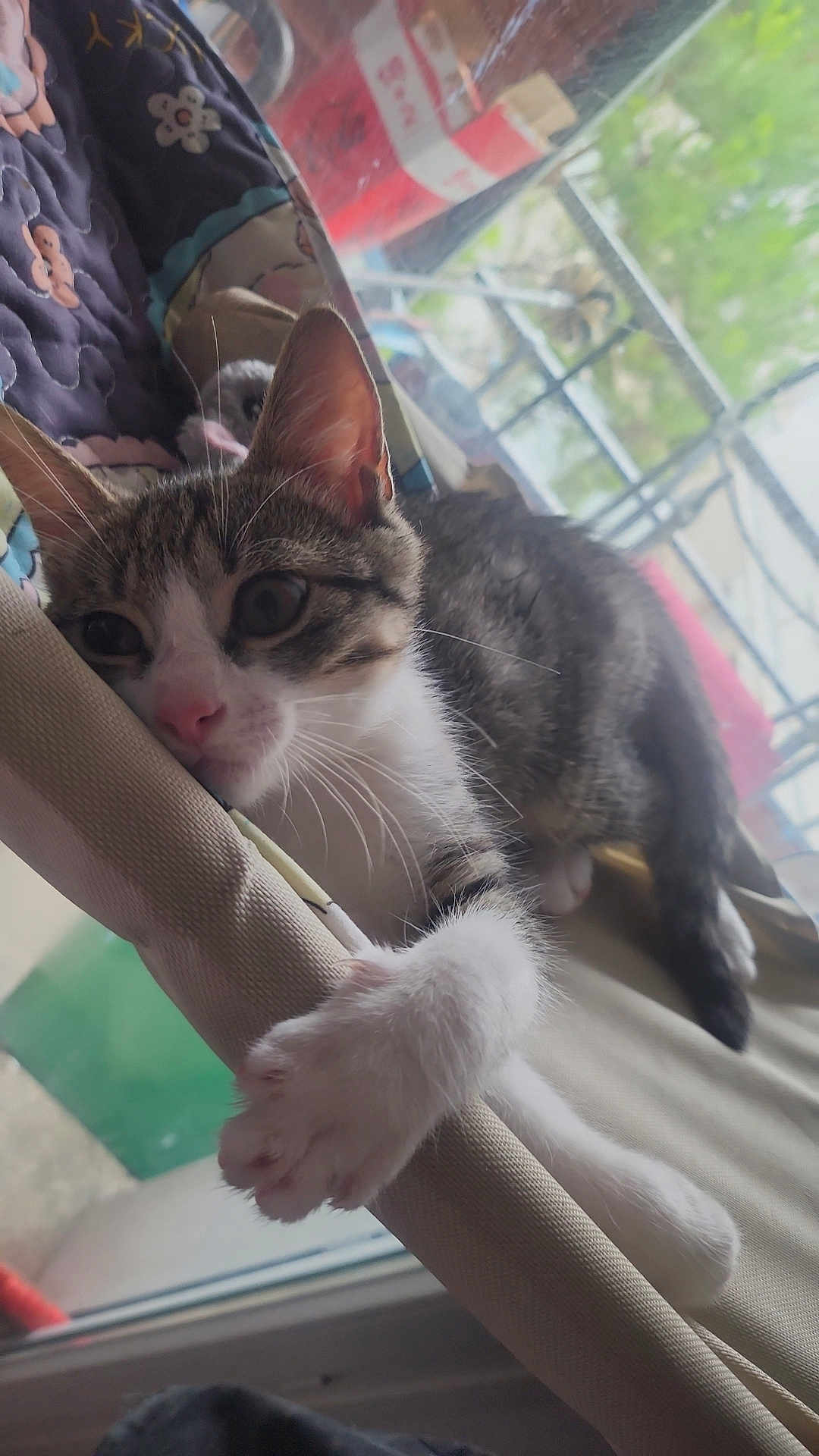 Hermes participe au concours pour gagner de l'argent avec cette photo : kitten, cat, paw, indoor, window, fabric, resting, curious, young_cat, tabby, white_paws, close_up, pet, relaxed, feline, home, daylight, cage_outside, greenery, soft
