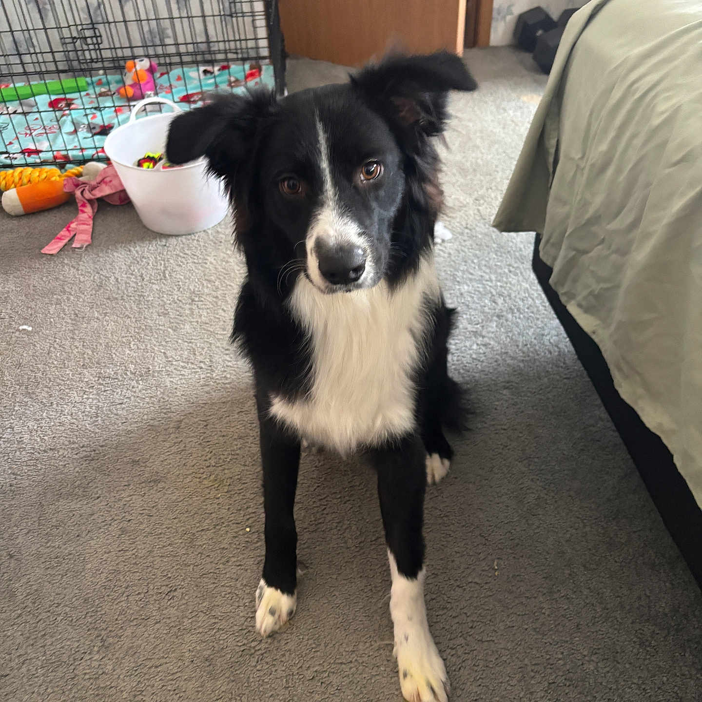 Ollie joined the competition — help win amazing prizes! animal, attentive, bed, black_and_white, border_collie, canine, carpet, crate, cute, dog, ears_up, floor, fur, home, indoor, looking, pet, pet_toys, room, white_paws