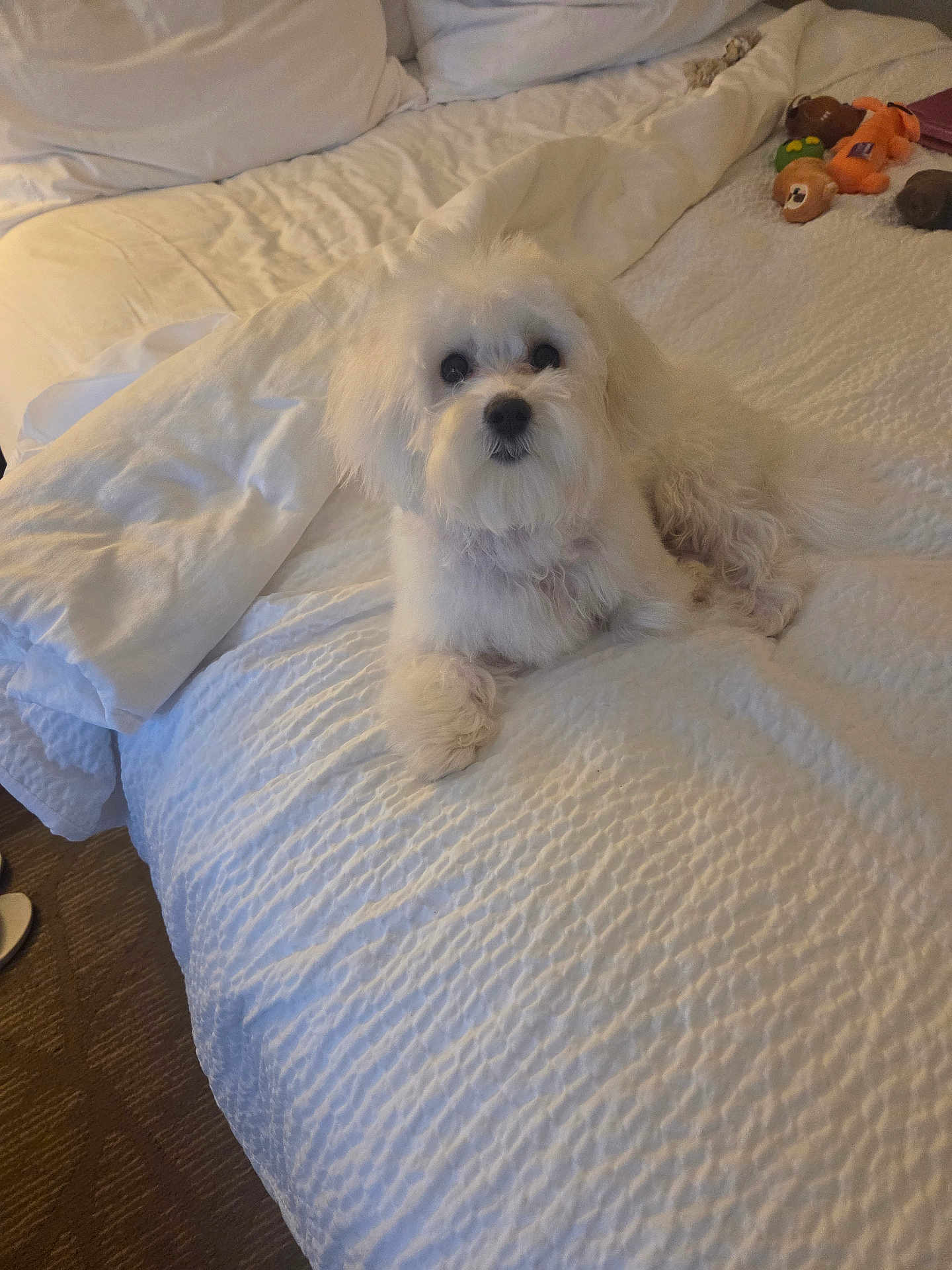 Sammy is registered to the contest to win money with this photo: dog, white_dog, bed, bedding, stuffed_toys, plush_toys, carpet, indoor, pet, cute, fluffy, resting, relaxed, fur, animal, cozy, blanket, home, comfort, lying_down