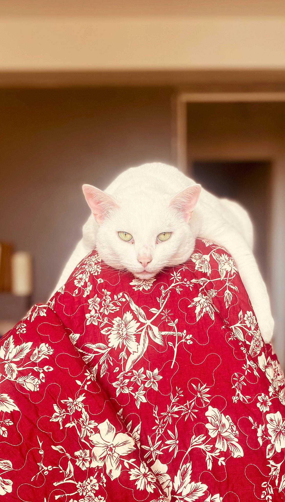 Jimmy a rejoint le concours — aidez-le/la à gagner de superbes lots ! art, carmine, carnivore, cat, comfort, creative_arts, domestic_short_haired_cat, felidae, fur, linens, magenta, pattern, peach, petal, room, sitting, sleeve, small_to_medium_sized_cats, tail, whiskers