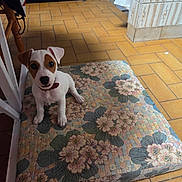 Bunny participe au concours pour gagner de l'argent avec cette photo : puppy, dog, pet, indoor, floor, cushion, floral_pattern, tile_floor, brown_and_white, small_dog, cute, looking_up, collar, wooden_chair, home_interior, cozy, young_dog, animal, domestic, flooring