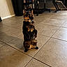cat, tortoiseshell, standing, indoor, tile_floor, curious, pet, animal, furniture, trash_can, collar, floor, cute, domestic_cat, looking_up, four_legs, whiskers, ears, room, home
