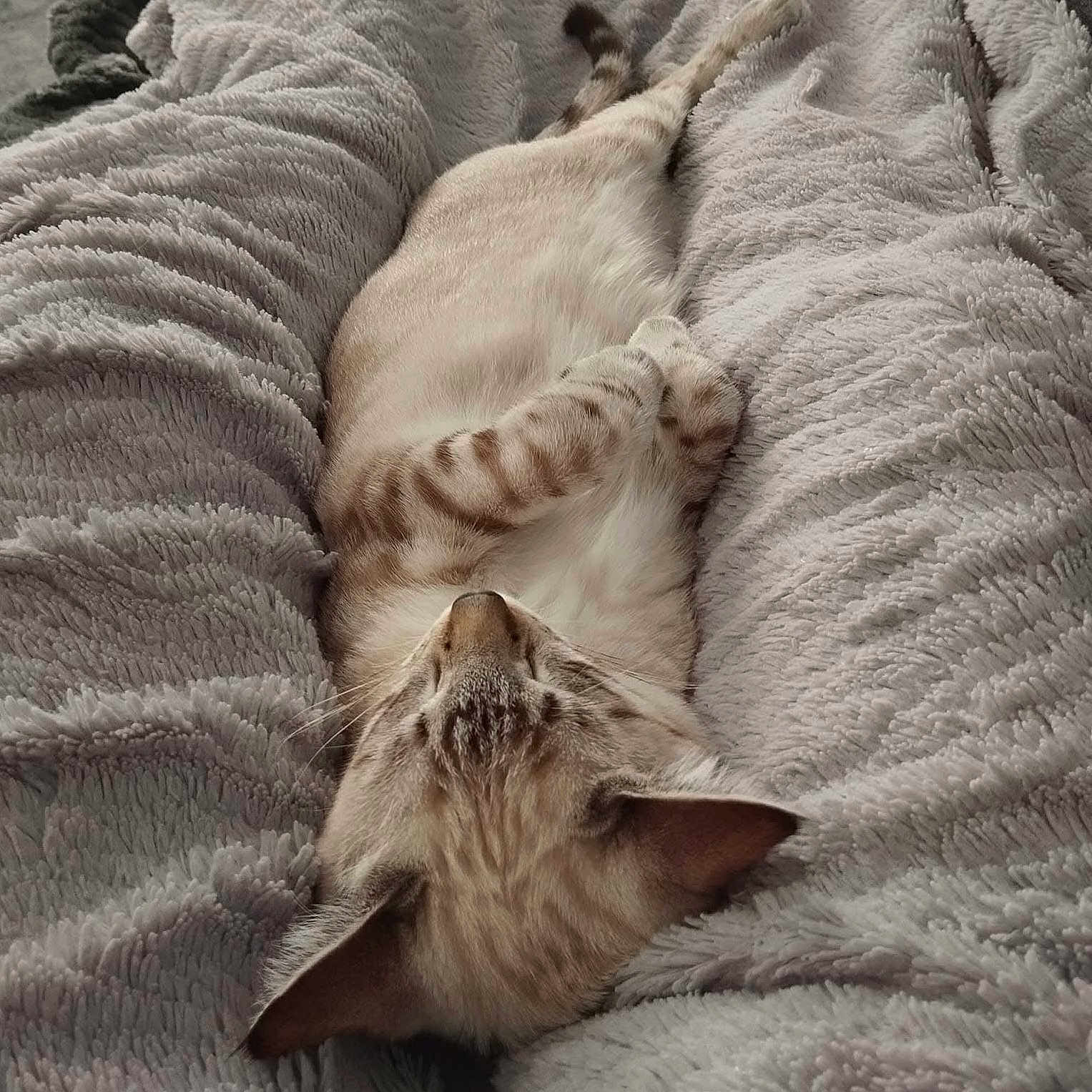 Snow participe au concours pour gagner de l'argent avec cette photo : animal, cat, comfort, cozy, cute, domestic_cat, ears, feline, indoor, nap, paws, pet, plush_blanket, relaxed, resting, sleeping, soft_texture, striped_fur, tabby, whiskers