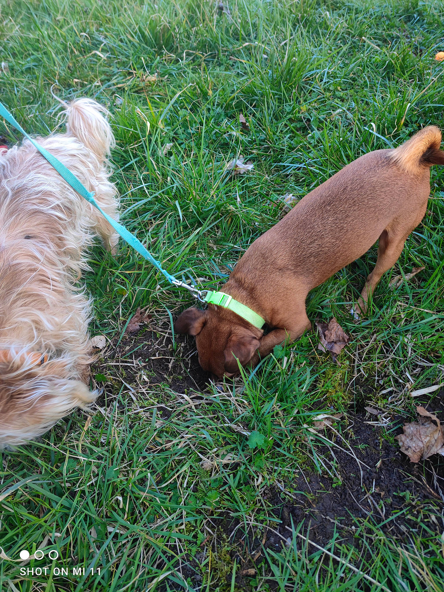 Toby participe au concours pour gagner de l'argent avec cette photo : canidae, carnivore, collar, companion_dog, dog, dog_breed, dog_collar, dog_supply, fawn, grass, leash, liver, pet_supply, plant, snout, sporting_group, tail, terrestrial_animal, terrier, working_animal