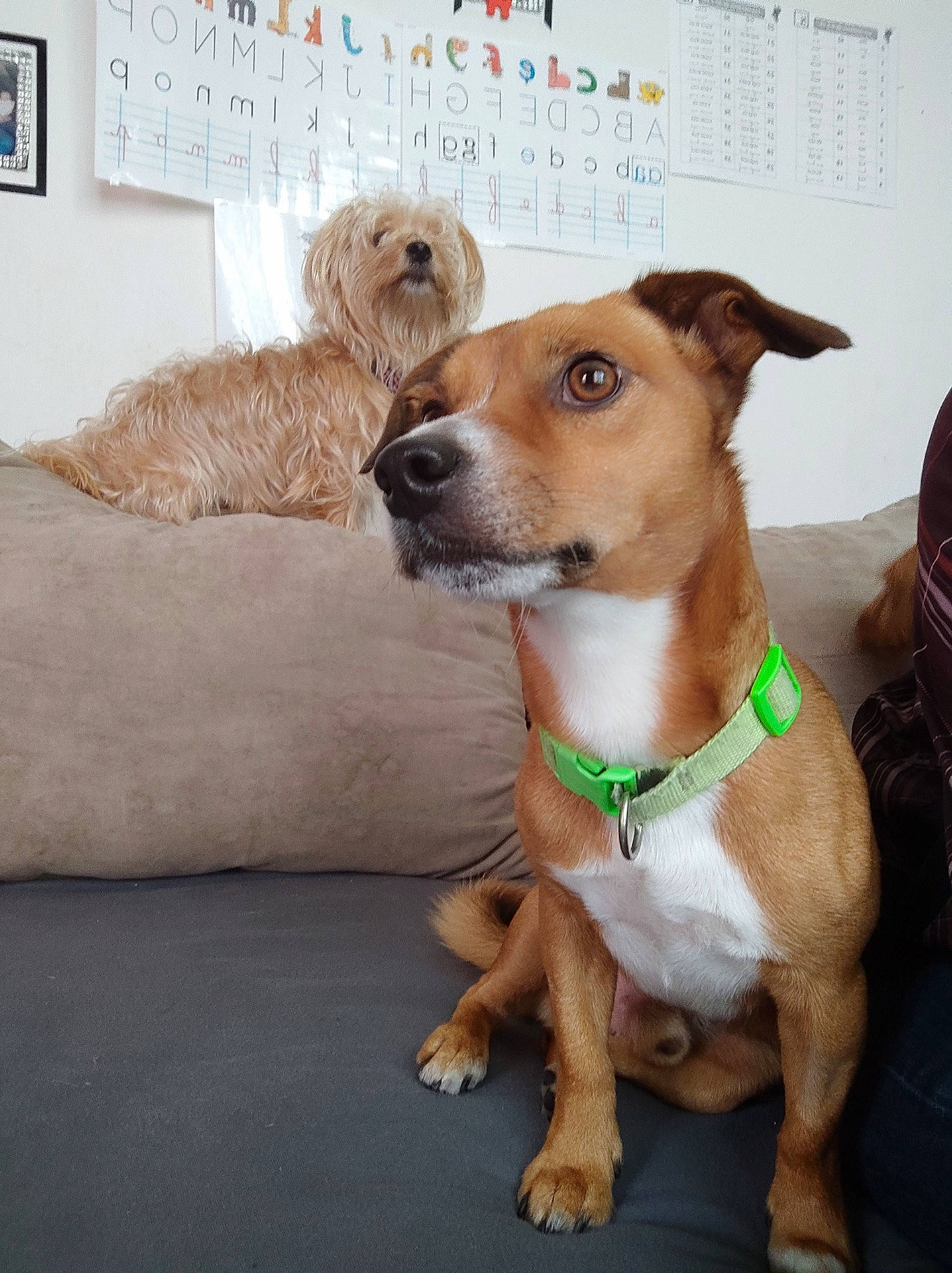 Toby a rejoint le concours — aidez-le/la à gagner de superbes lots ! canidae, carnivore, collar, companion_dog, couch, dog, dog_breed, dog_clothes, dog_collar, dog_supply, fashion_accessory, fawn, fur, irishjacks, leash, pet_supply, picture_frame, sporting_group, whiskers, working_animal