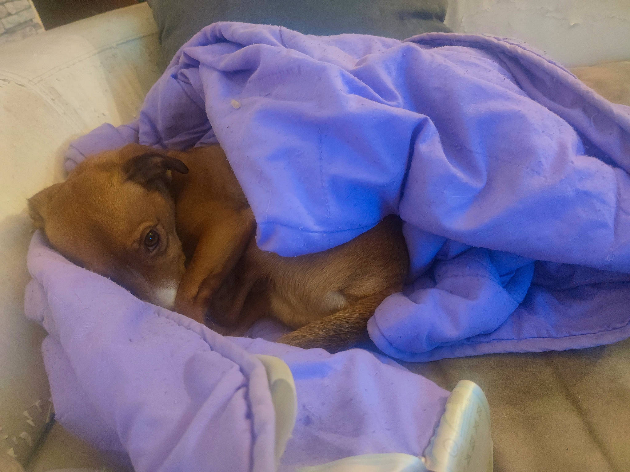 Toby a rejoint le concours — aidez-le/la à gagner de superbes lots ! abdomen, bed, bedding, bedtime, carnivore, comfort, companion_dog, dog, dog_breed, electric_blue, fawn, hospital, human_leg, linens, medical, medical_procedure, patient, purple, service, sporting_group