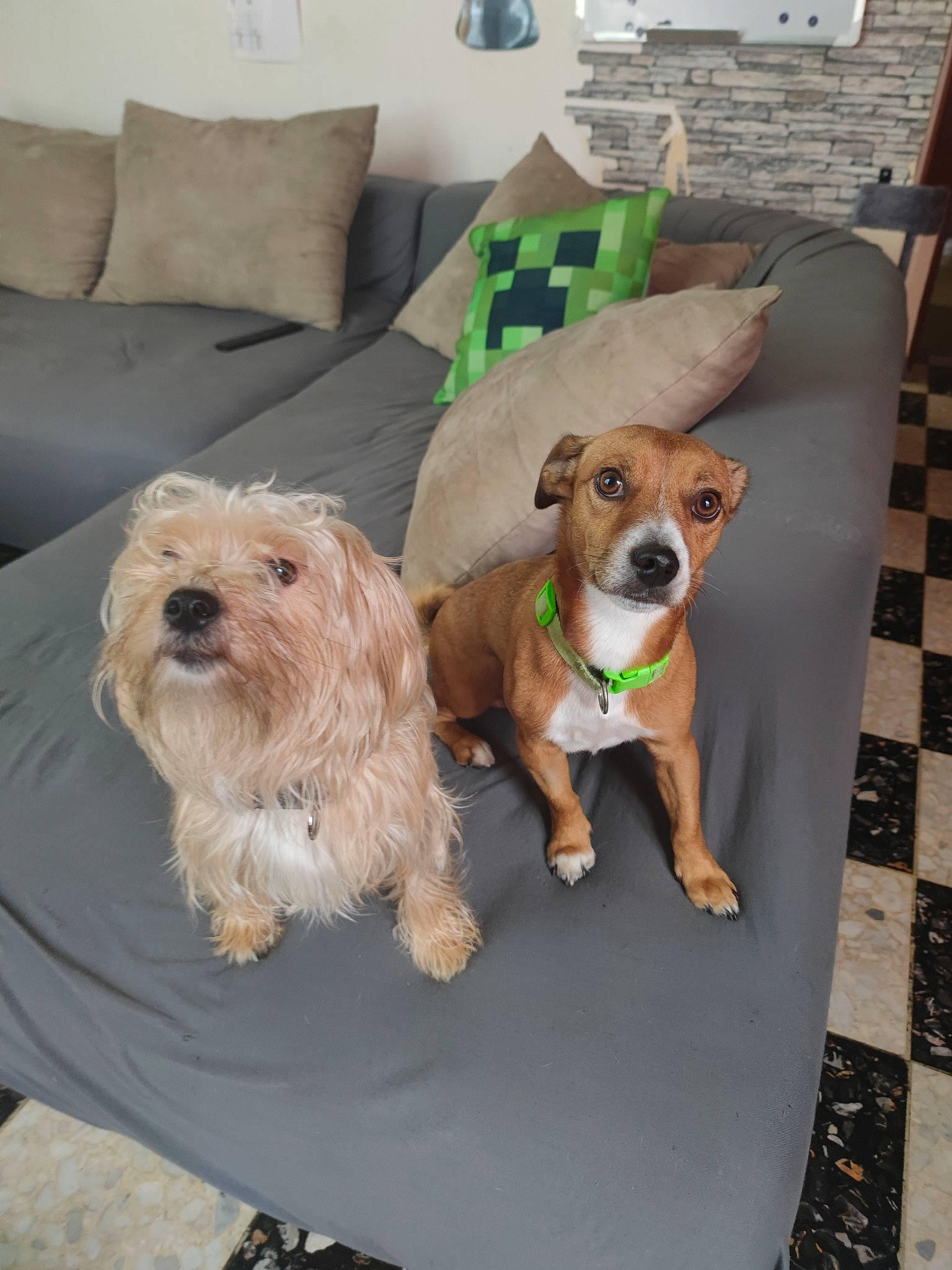 Toby a rejoint le concours — aidez-le/la à gagner de superbes lots ! carnivore, chair, collar, companion_dog, couch, dog, dog_breed, dog_clothes, dog_collar, dog_supply, fawn, flooring, leash, pet_supply, pillow, small_terrier, sporting_group, terrier, toy_dog, working_animal