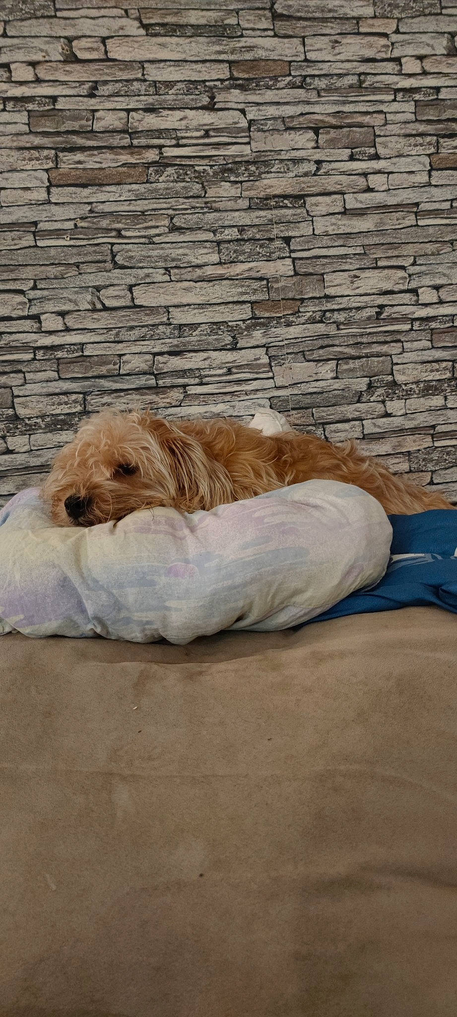 Olita a rejoint le concours — aidez-le/la à gagner de superbes lots ! brick, brickwork, carnivore, comfort, companion_dog, dog, dog_breed, flooring, fur, hardwood, linens, nap, sleep, small_terrier, sporting_group, terrestrial_animal, terrier, wood, working_animal, working_terrier