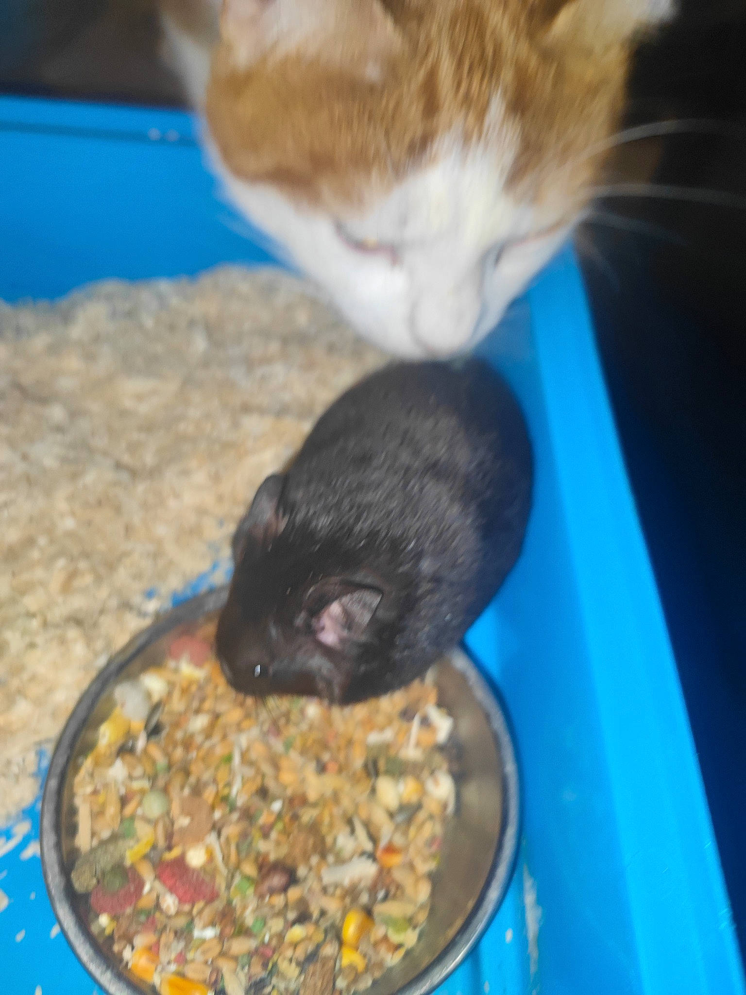 Tigrou a rejoint le concours — aidez-le/la à gagner de superbes lots ! animal_feed, bird_food, bird_supply, carnivore, cat, cat_food, cat_supply, comfort, fawn, felidae, food, mammal, pet_food, pet_supply, rodent, small_animal_food, snout, tail, vertebrate, whiskers