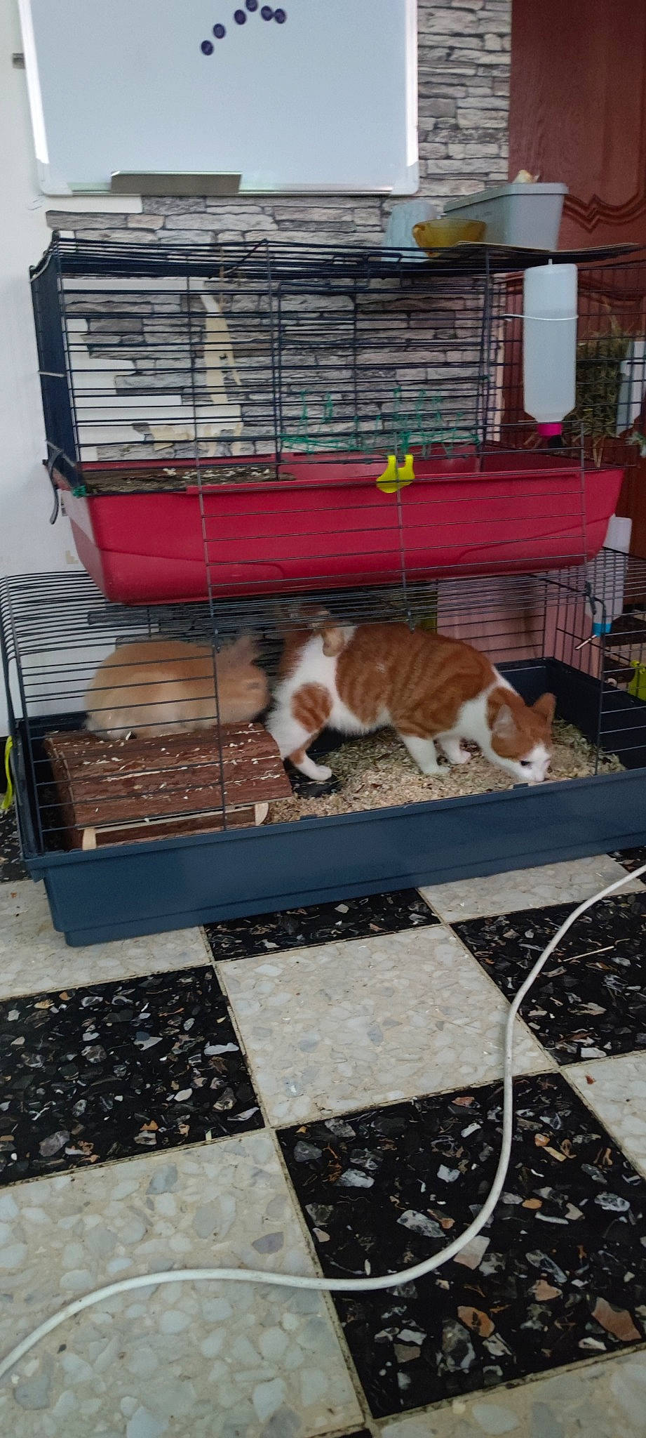 Tigrou a rejoint le concours — aidez-le/la à gagner de superbes lots ! canidae, carnivore, cat, comfort, companion_dog, domestic_short_haired_cat, fawn, felidae, floor, flooring, fur, grass, hardwood, outdoor_furniture, pet_supply, small_to_medium_sized_cats, sporting_group, tail, whiskers, wood