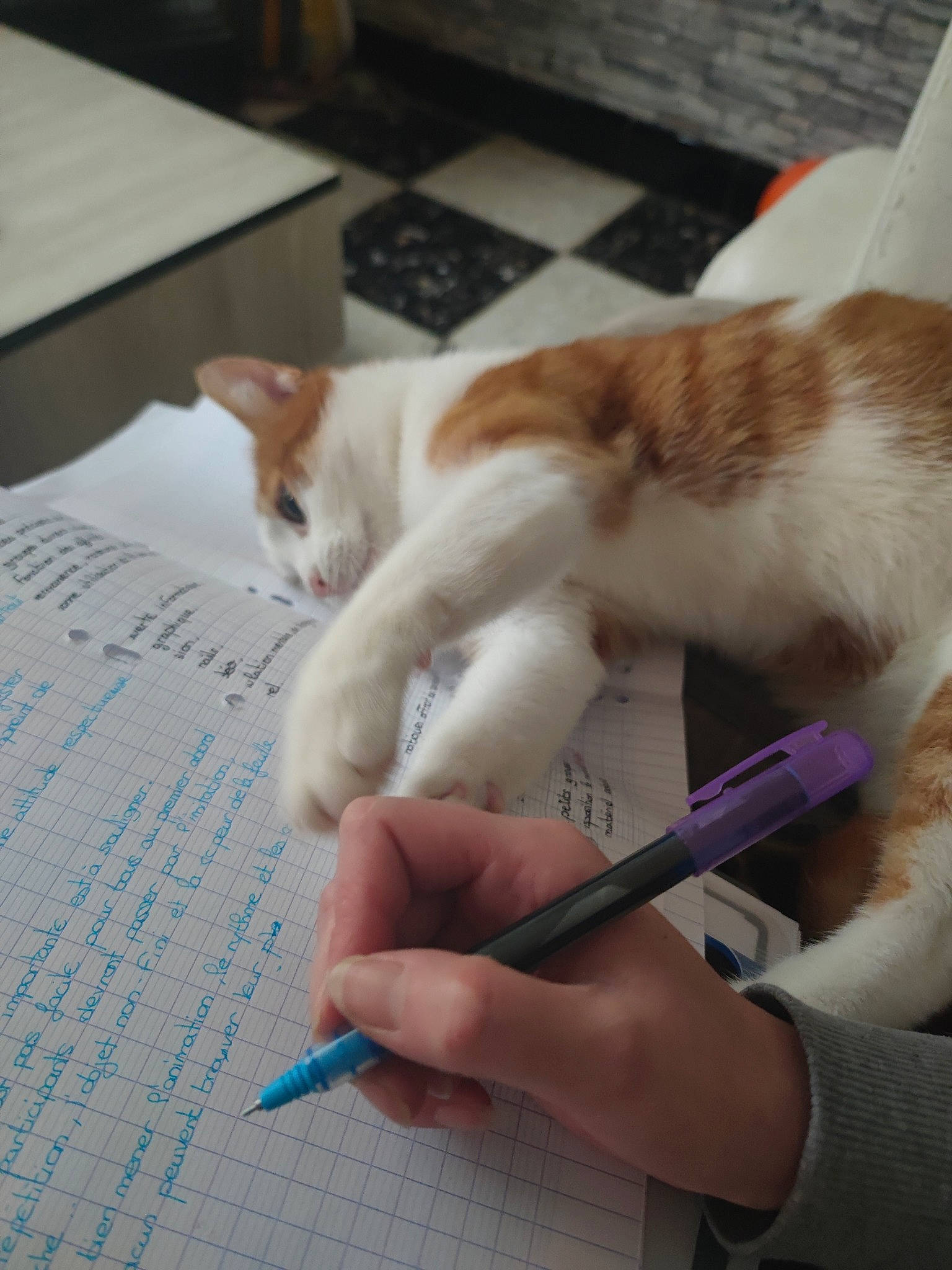 Tigrou participe au concours pour gagner de l'argent avec cette photo : carnivore, cat, comfort, domestic_short_haired_cat, fawn, felidae, finger, flooring, fur, handwriting, nail, office_supplies, paper, paw, small_to_medium_sized_cats, tail, whiskers, writing, writing_implement, writing_instrument_accessory