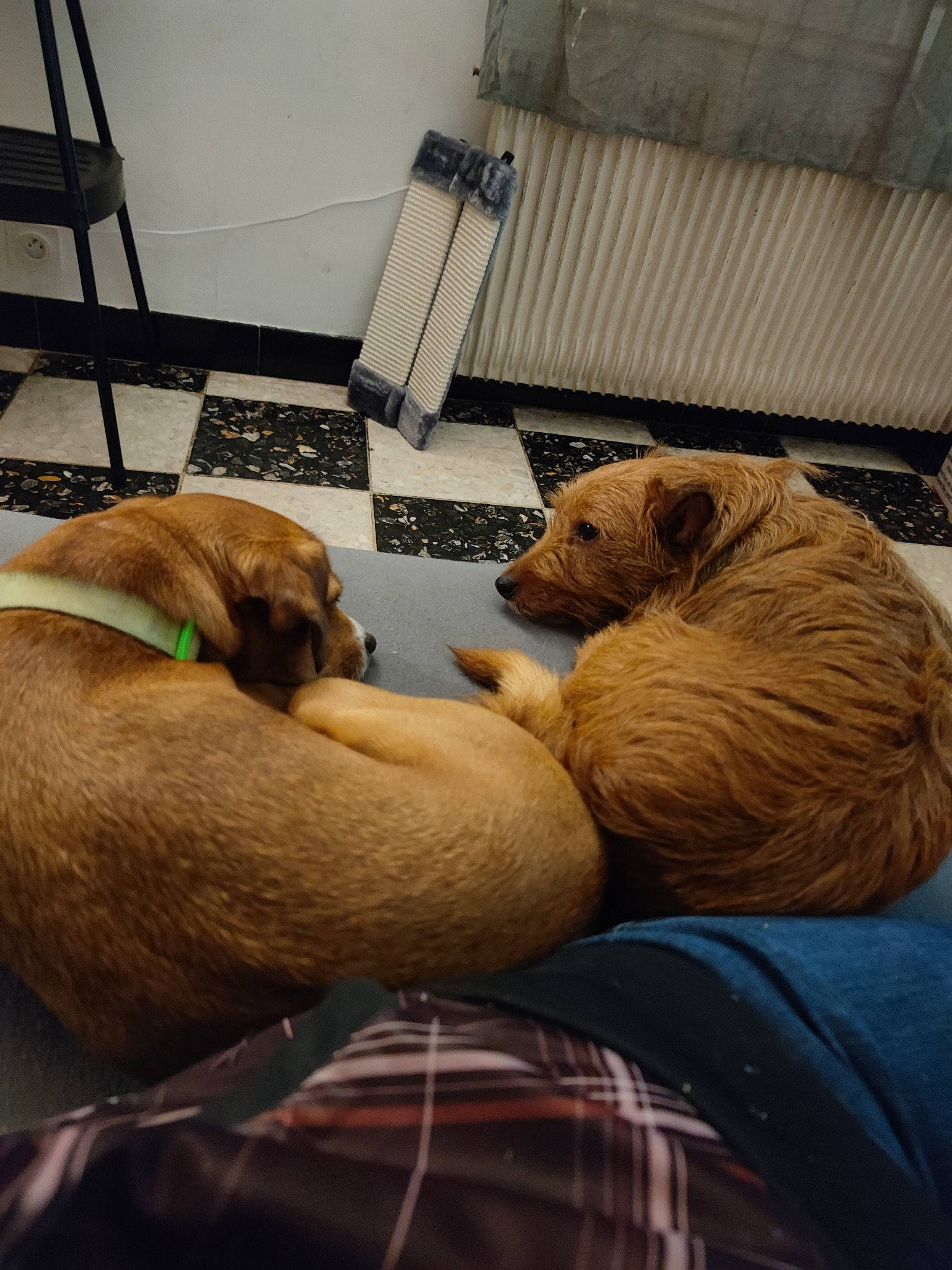 Choupette participe au concours pour gagner de l'argent avec cette photo : brown_bear, carnivore, comfort, companion_dog, dog, dog_breed, fawn, felidae, fur, kodiak_bear, mammal, pet_supply, plaid, sporting_group, tartan, teddy_bear, terrestrial_animal, toy, vertebrate, whiskers