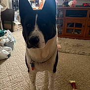 Sora is registered to the contest to win money with this photo: animal, black_and_white, bone_toy, cabinet, carpet, clock, collar, curious, curtains, dog, fan, furniture, home, household, indoor, living_room, pet, standing, window, wooden