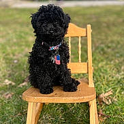 Zaiden is registered to the contest to win money with this photo: dog, puppy, black_dog, curly_fur, collar, american_flag, tag, wooden_chair, outdoor, grass, pet, cute, sitting, animal, summer, sunlight, nature, fur, small_dog, portrait