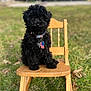 dog, puppy, black_dog, curly_fur, collar, american_flag, tag, wooden_chair, outdoor, grass, pet, cute, sitting, animal, summer, sunlight, nature, fur, small_dog, portrait