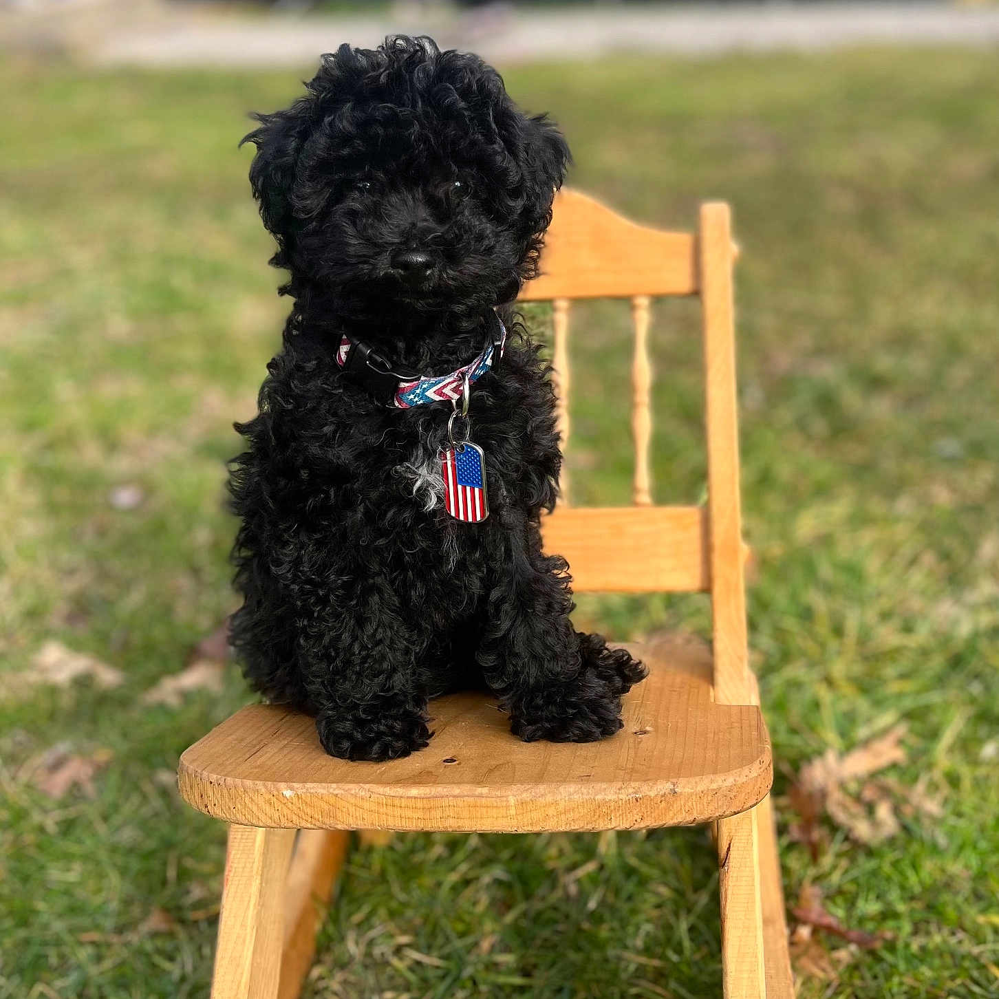 Zaiden is registered to the contest to win money with this photo: american_flag, animal, black_dog, collar, curly_fur, cute, dog, fur, grass, nature, outdoor, pet, portrait, puppy, sitting, small_dog, summer, sunlight, tag, wooden_chair