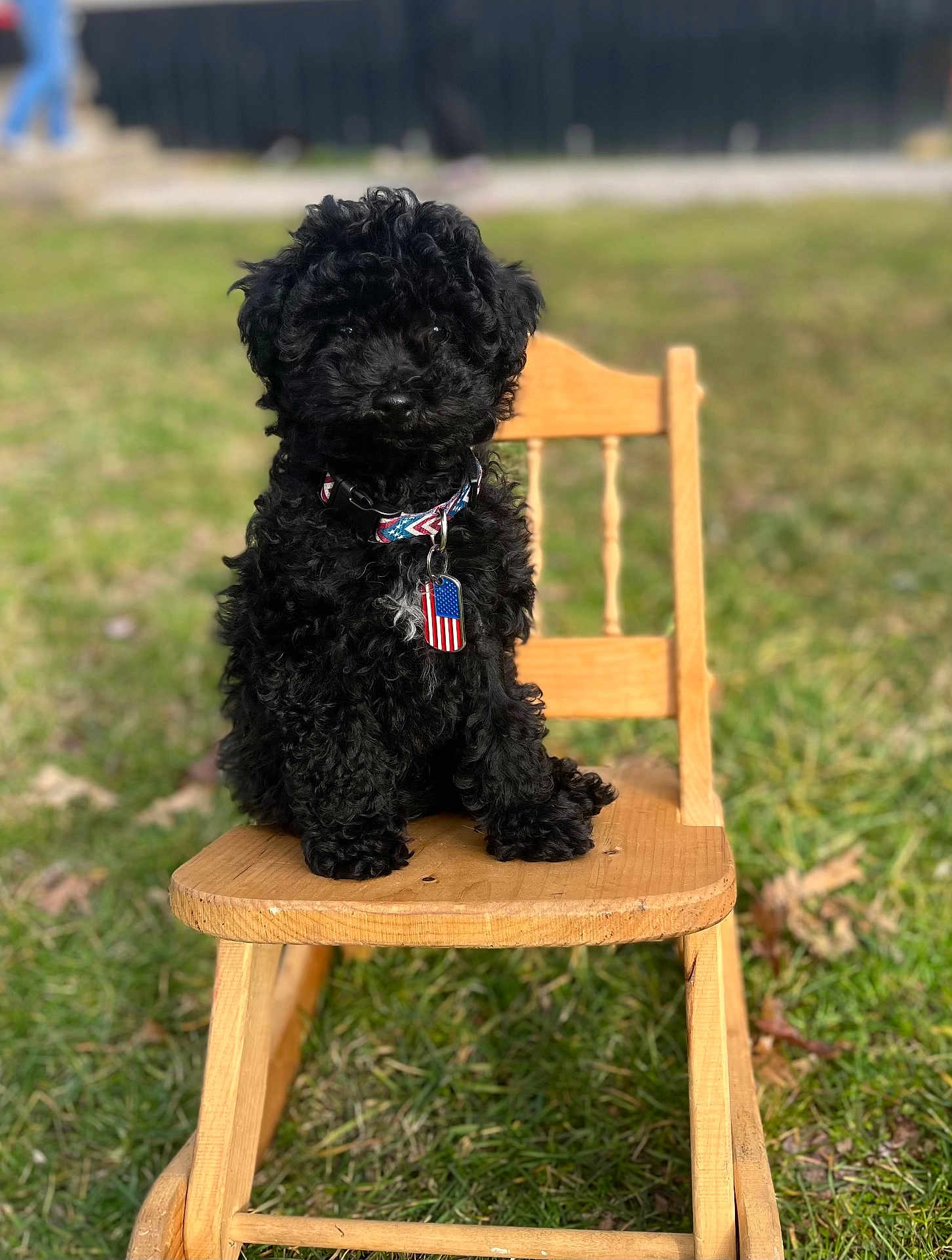 Zaiden is registered to the contest to win money with this photo: dog, puppy, black_dog, curly_fur, collar, american_flag, tag, wooden_chair, outdoor, grass, pet, cute, sitting, animal, summer, sunlight, nature, fur, small_dog, portrait
