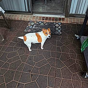 Miley joined the competition — help win amazing prizes! animal, backyard, brick, brown_patches, chair, curious, dog, floor_tiles, home, leash, looking_back, outdoor, patio, pet, reflection, sliding_glass_door, small_dog, standing, welcome_mat, white_dog