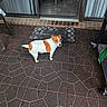 animal, backyard, brick, brown_patches, chair, curious, dog, floor_tiles, home, leash, looking_back, outdoor, patio, pet, reflection, sliding_glass_door, small_dog, standing, welcome_mat, white_dog