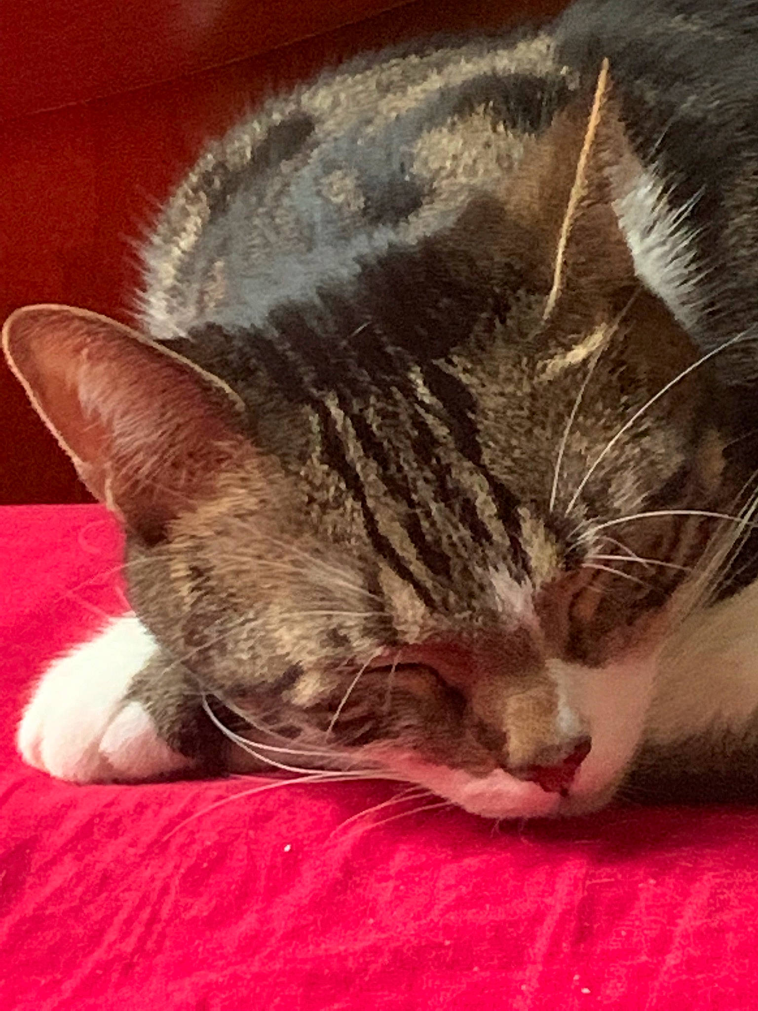 Monk a rejoint le concours — aidez-le/la à gagner de superbes lots ! bored, carnivore, cat, cat_supply, claw, comfort, domestic_short_haired_cat, ear, eye, felidae, fur, nap, paw, sleep, small_to_medium_sized_cats, snout, tail, whiskers