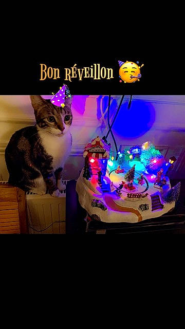 Monk a rejoint le concours — aidez-le/la à gagner de superbes lots ! birthday_cake, carnivore, cat, darkness, electric_blue, entertainment, event, felidae, font, fur, graphics, magenta, plant, purple, small_to_medium_sized_cats, table, tail, violet, visual_effect_lighting, whiskers