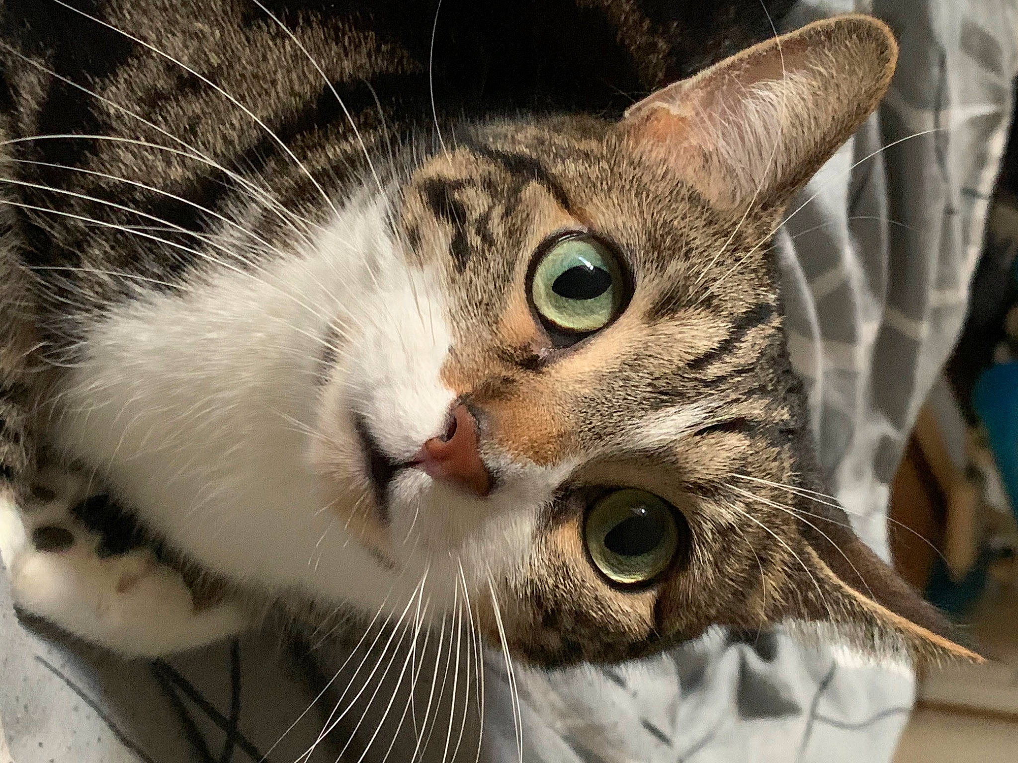 Monk a rejoint le concours — aidez-le/la à gagner de superbes lots ! carnivore, cat, claw, close_up, curious, domestic_short_haired_cat, ear, eye, eyelash, felidae, fur, iris, paw, small_to_medium_sized_cats, snout, terrestrial_animal, tree, whiskers, wildlife