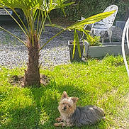 Louna a rejoint le concours — aidez-le/la à gagner de superbes lots ! animal, backyard, canine, dog, grass, jar, lawn, nature, outdoors, palmtree, pet, plant, planter, pottedplant, pottery, summer, tree, vase, vegetation, yard