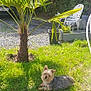 animal, backyard, canine, dog, grass, jar, lawn, nature, outdoors, palmtree, pet, plant, planter, pottedplant, pottery, summer, tree, vase, vegetation, yard
