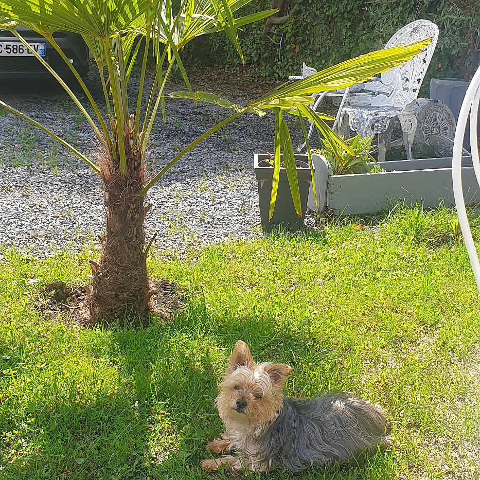 Louna