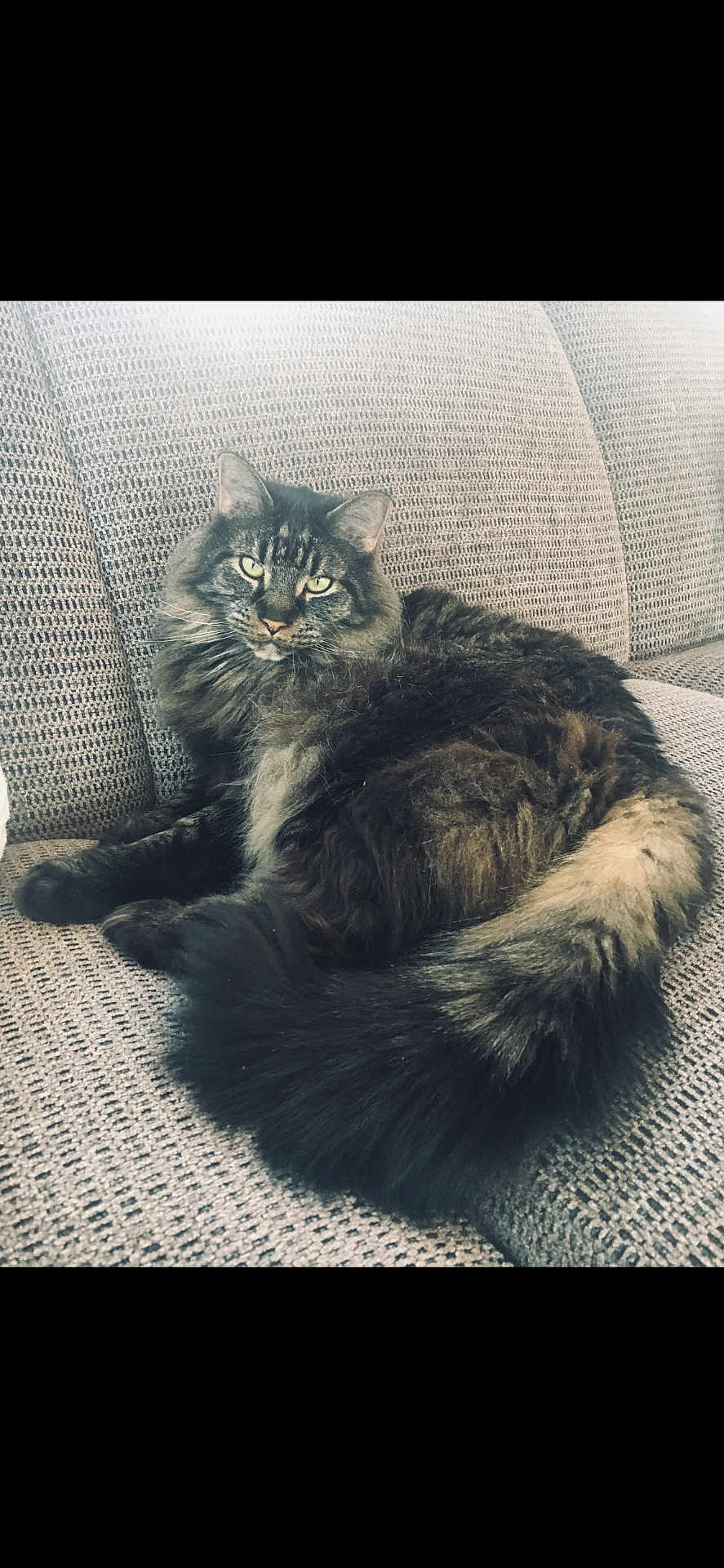 Ferris is registered to the contest to win money with this photo: cat, fluffy, long_hair, tabby, pet, animal, feline, couch, indoor, relaxing, resting, fur, tail, whiskers, ears, eyes, home, comfortable, domestic, cozy