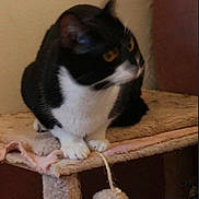 Groot a rejoint le concours — aidez-le/la à gagner de superbes lots ! cat, tuxedo_cat, front_paws, toy_ball, cat_tree, perch, indoor, pet, feline, whiskers, sitting, closeup, amber_eyes, black_and_white, fur, furniture, cozy, paw_pads, blur_motion, staring