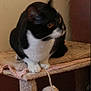 cat, tuxedo_cat, front_paws, toy_ball, cat_tree, perch, indoor, pet, feline, whiskers, sitting, closeup, amber_eyes, black_and_white, fur, furniture, cozy, paw_pads, blur_motion, staring