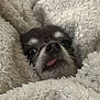 Niky participe au concours pour gagner de l'argent avec cette photo : dog, chihuahua, pet, blanket, cozy, cute, tongue_out, fur, snuggled, small_dog, animal, face, close_up, domestic_animal, sleepy, wrapped, soft_texture, indoor, comfort, resting