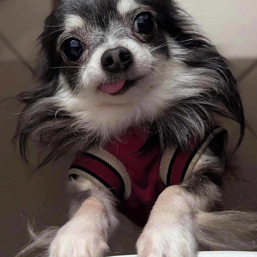 Niky participe au concours pour gagner de l'argent avec cette photo : adorable, animal, black_and_white, chihuahua, close_up, companion, cute, dog, face, fluffy, fur, indoor, looking_up, paws, pet, portrait, small_dog, sweater, tongue_out, whiskers