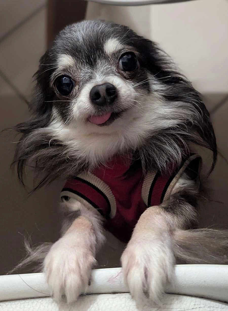 Niky participe au concours pour gagner de l'argent avec cette photo : dog, small_dog, chihuahua, cute, pet, animal, fur, tongue_out, sweater, black_and_white, close_up, portrait, indoor, paws, face, whiskers, looking_up, adorable, fluffy, companion